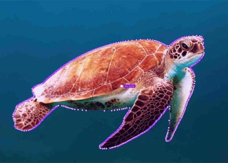 polygon annotation around a sea turtle using machine learning